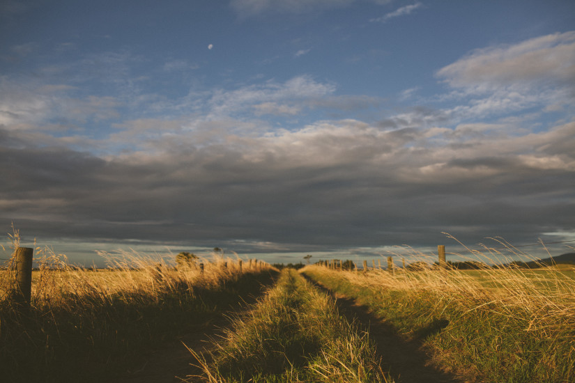 Windy Grassy Field